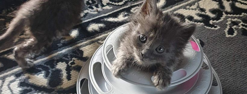Tasmanian Animal Rescue and Sanctuary