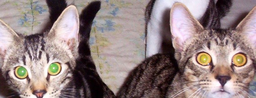 Pet Rescue and Adoption Service