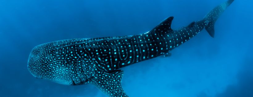 Marine Conservation Institute
