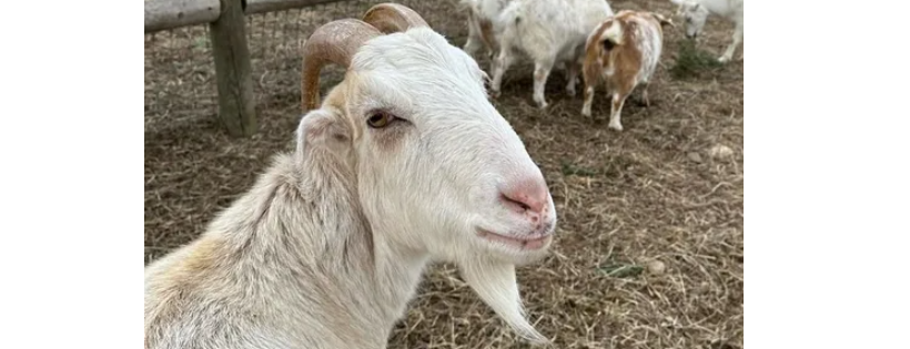 Rockland Farm Alliance