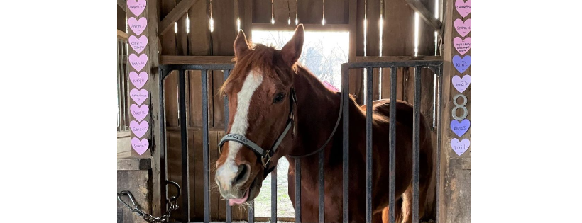 Freedom Hill Horse Rescue