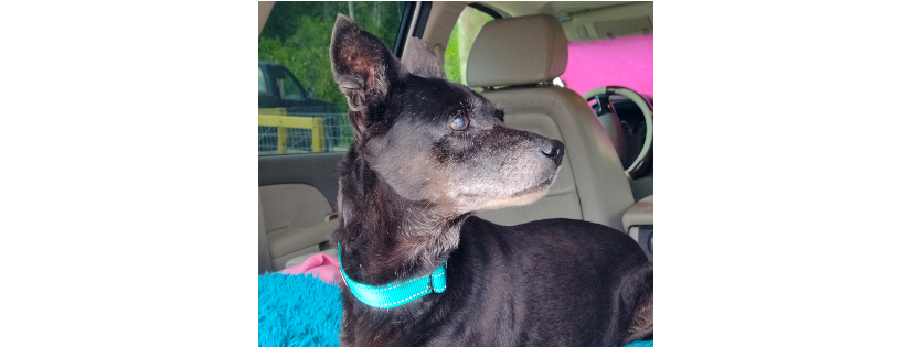 Senior K9 Rescue Inc