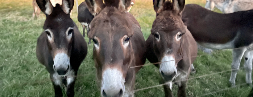 Good Samaritan Donkey Sanctuary Incorporated