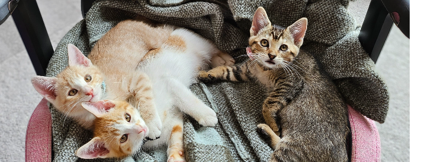 Kitten Rescue 101