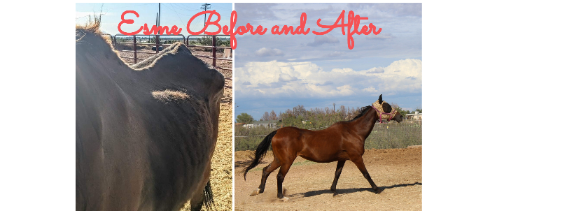 Perfect Harmony Animal Rescue and Sanctuary