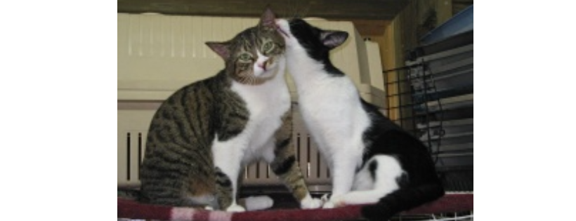 Turunc Cats Protection and Rescue Association
