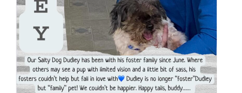 Salty Dogs Senior Animal Rescue