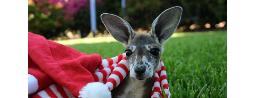 Midwest Marsupial Carers Inc