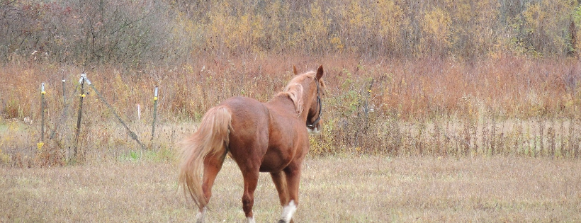 Hoof and Heart of Southern Michigan