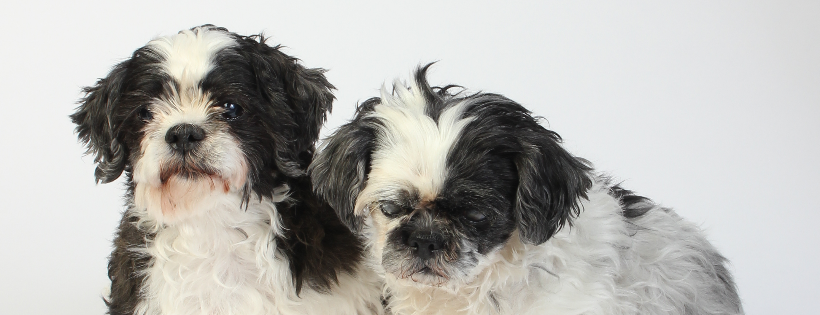 Love Those Seniors and More Association