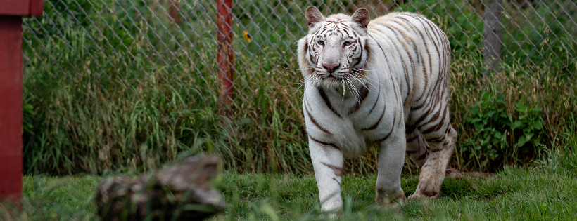 Center for Animal Research and Education (CARE)