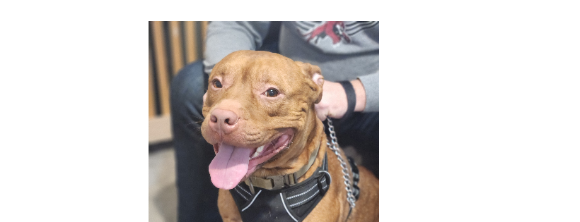 Just Keep Rescuing Canines and Cats