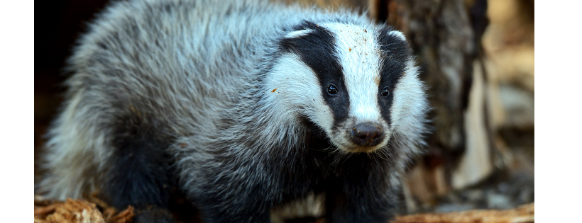 Badger Trust