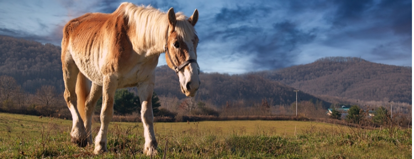 The Horse Sanctuary