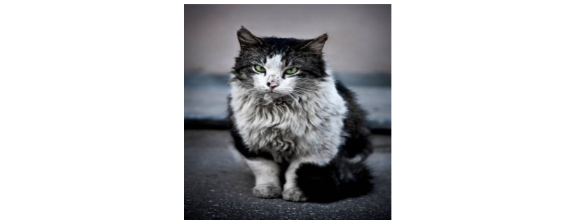 Community Cat Angels