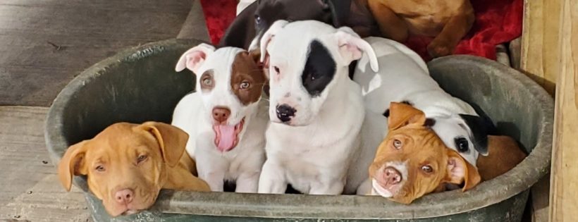 Lucky Puppy Dog Rescue & Kennel Inc.