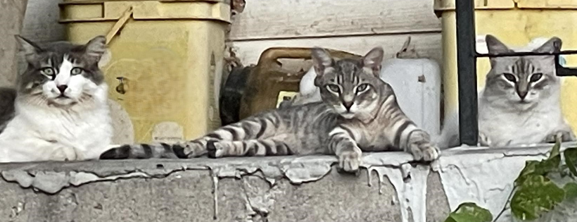 The Purrpose - It's About the Cats