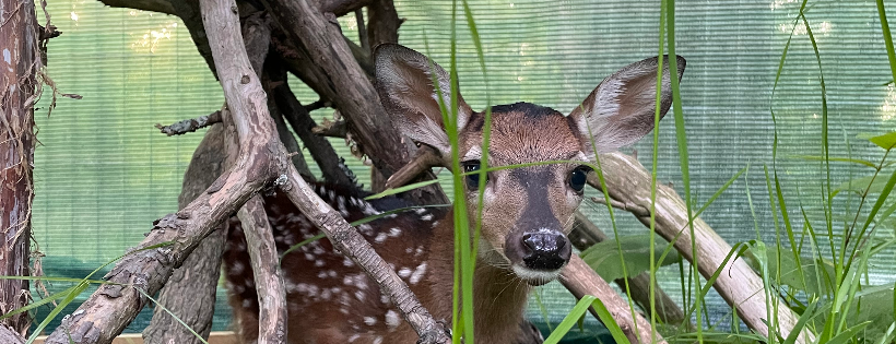 All God’s Creatures Rescue, Inc.