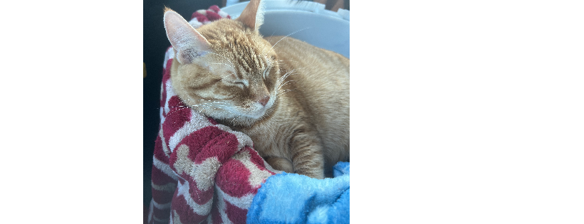 Red orchard animal rescue