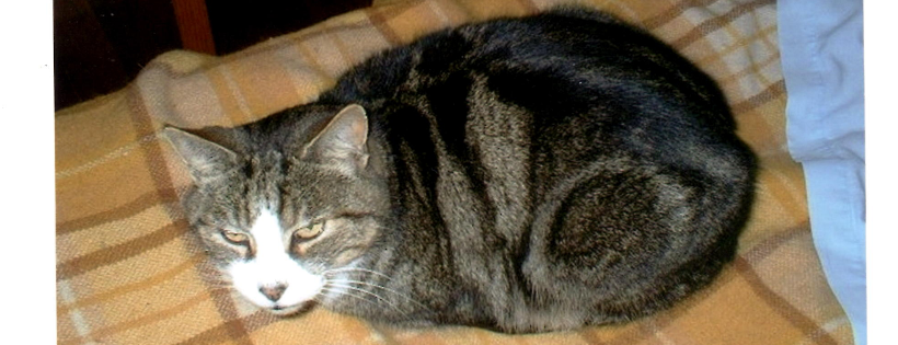 Stray Cats New Zealand Trust
