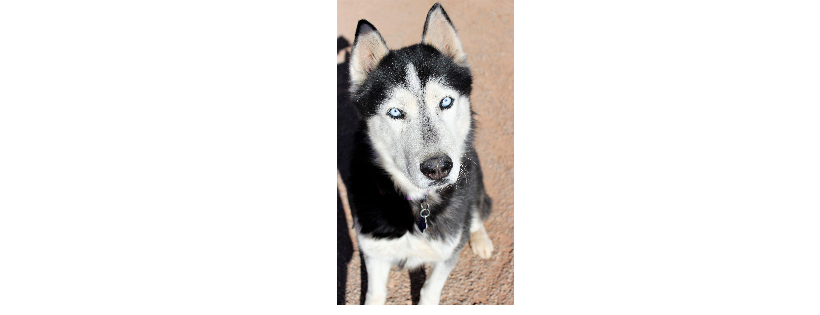 Siberian Husky Rescue of New Mexico