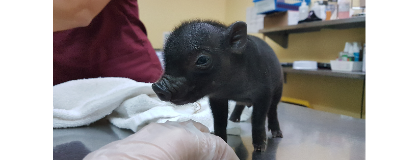 SPCA de Montréal