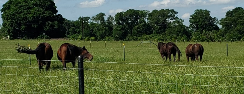 Dream Haven Equine Sanctuary