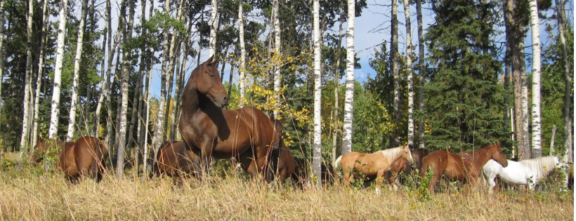 Bear Valley Horse Rescue