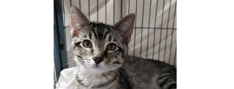 AniMeals No-Kill Adoption Ctr and Animal Food Bank