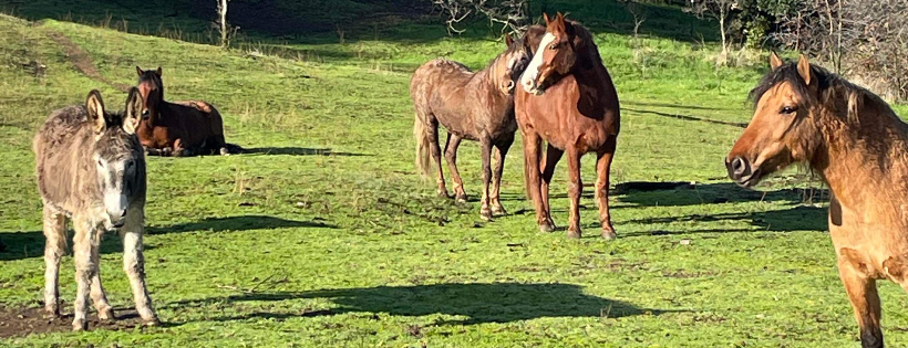 National Treasure Mustang Rescue and Sanctuary