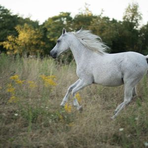 Liberty acres equine rescue and sanctuary