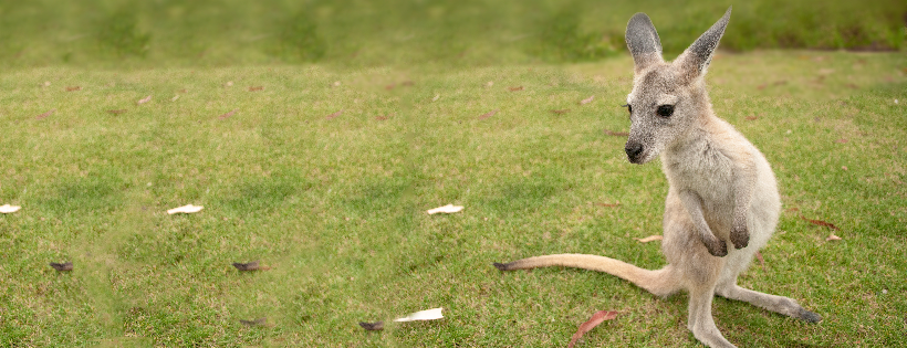 Barossa Wildlife Rescue