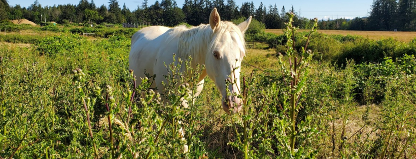 Humanity for Horses Foundation