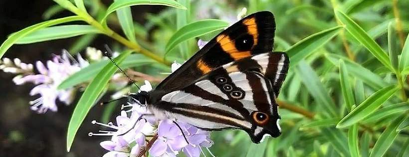 Moths and Butterflies of New Zealand Trust