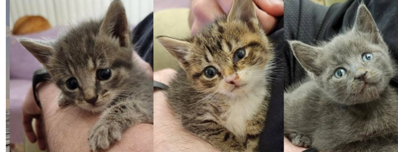 Billy the Kidden Rescue