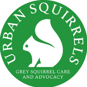 Urban Squirrels