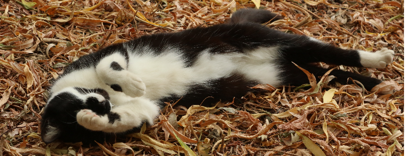 Hectorsgate Animal Sanctuary