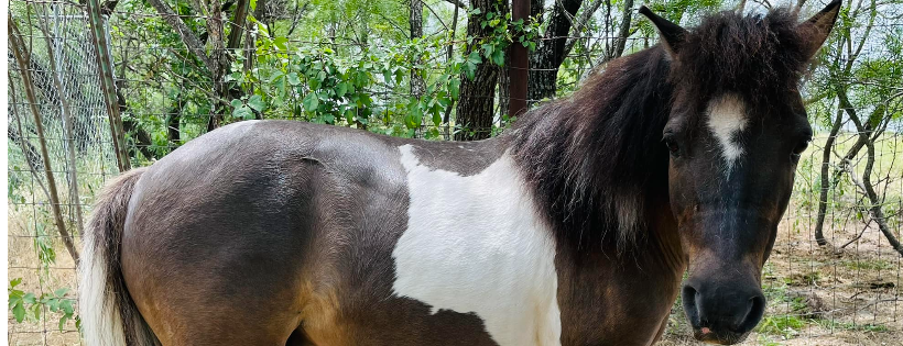 Bluebonnet Equine Humane Society