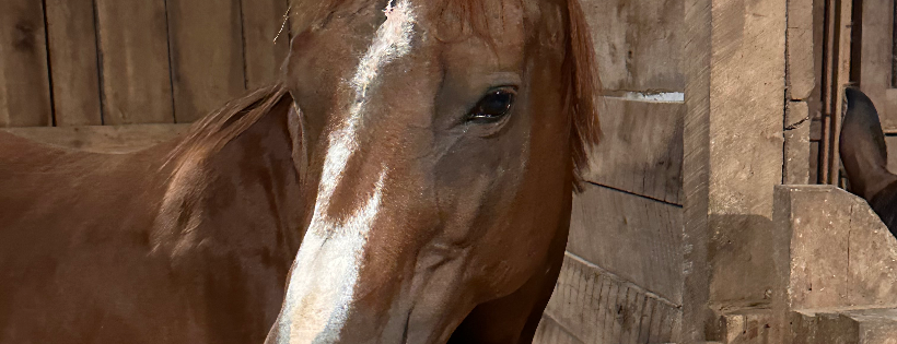 Blair Haven Farm Equine Rescue & Sanctuary