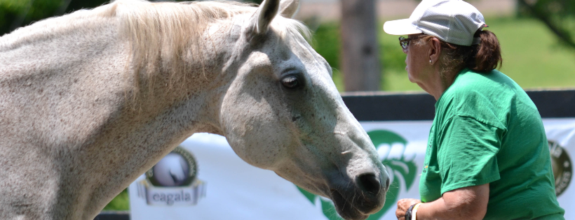 Spring Reins of Life, Inc. 501c3