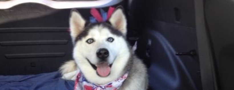 Animal Education and Rescue, NFP