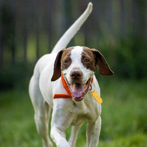 American Pointer Rescue Logo