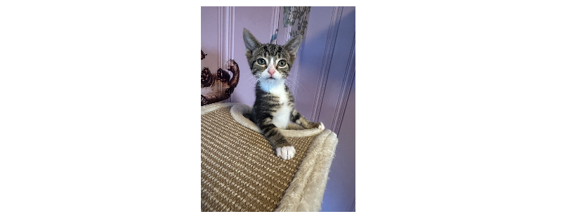 Rescue Warriors cat rescue