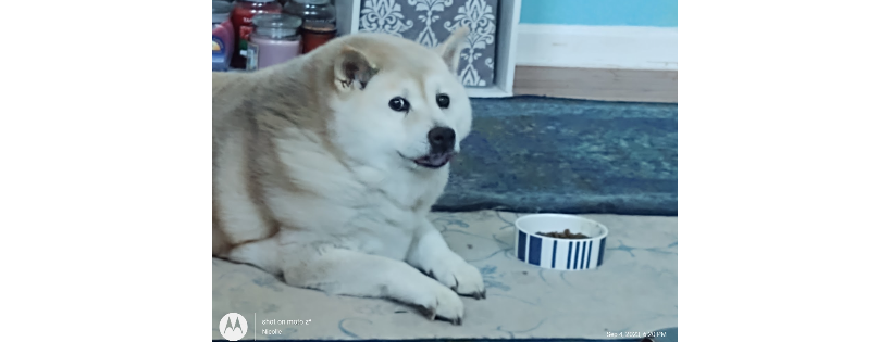 Americas Basenji & Shiba Inu Rescue