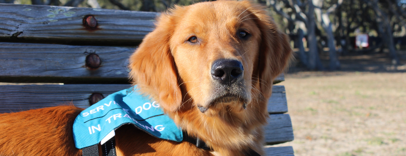 Bayside Service Dogs