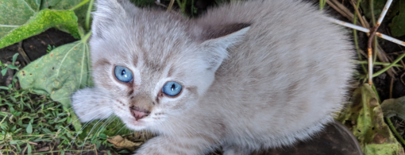 Hamilton County Animal Advocates