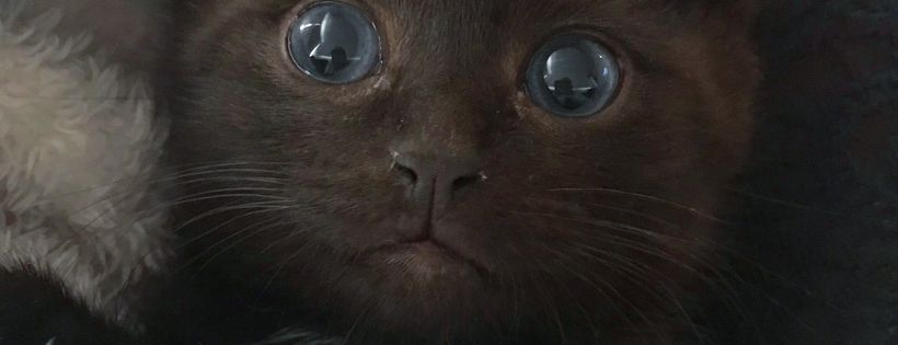 Canberra Pet Rescue