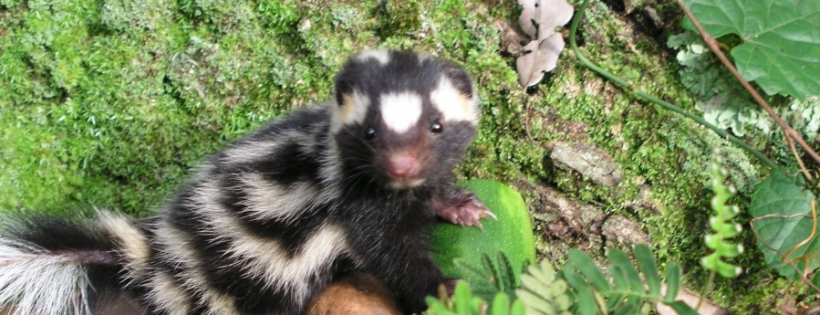 Forest Animal Rescue by Peace River Refuge & Ranch