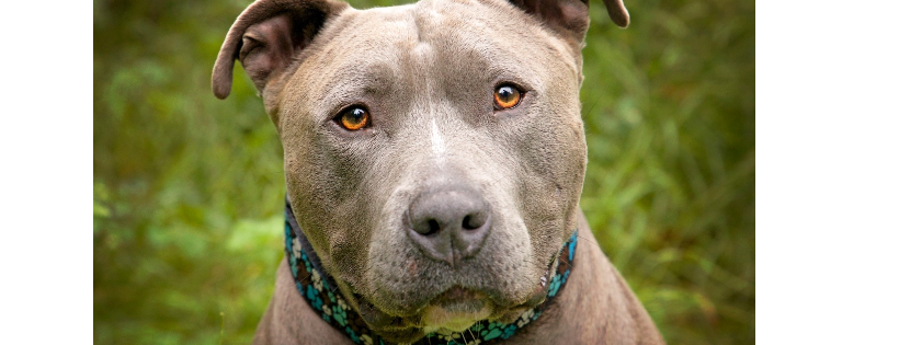 Rosier Days Dog Rescue Society