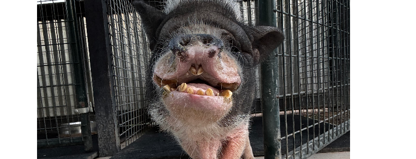 Pig Luv Co
